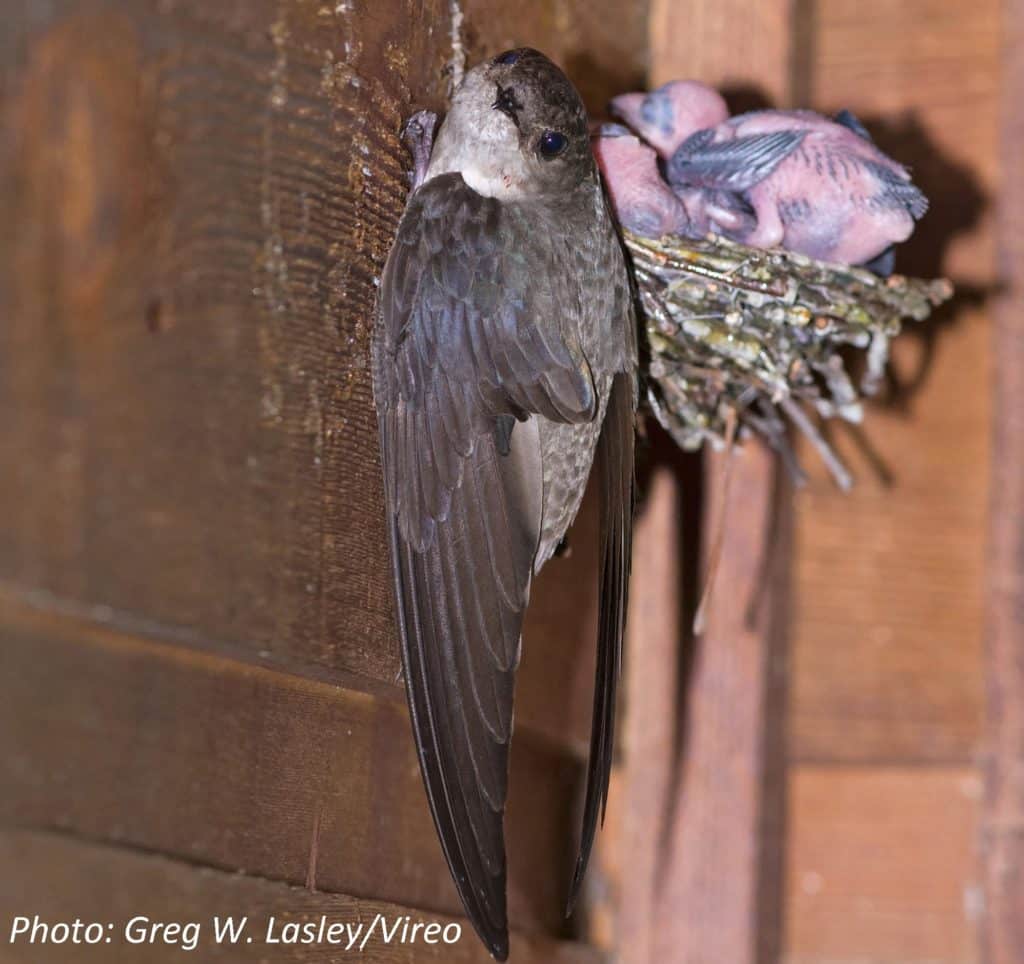 It's Breeding Season for Federally-Protected Chimney Swifts! » Chimney